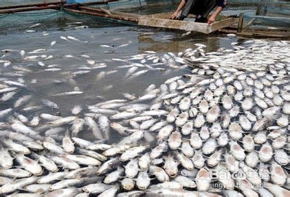 资源名称:氨氮,亚硝酸盐对水产养殖生物的危害-华仟仪器